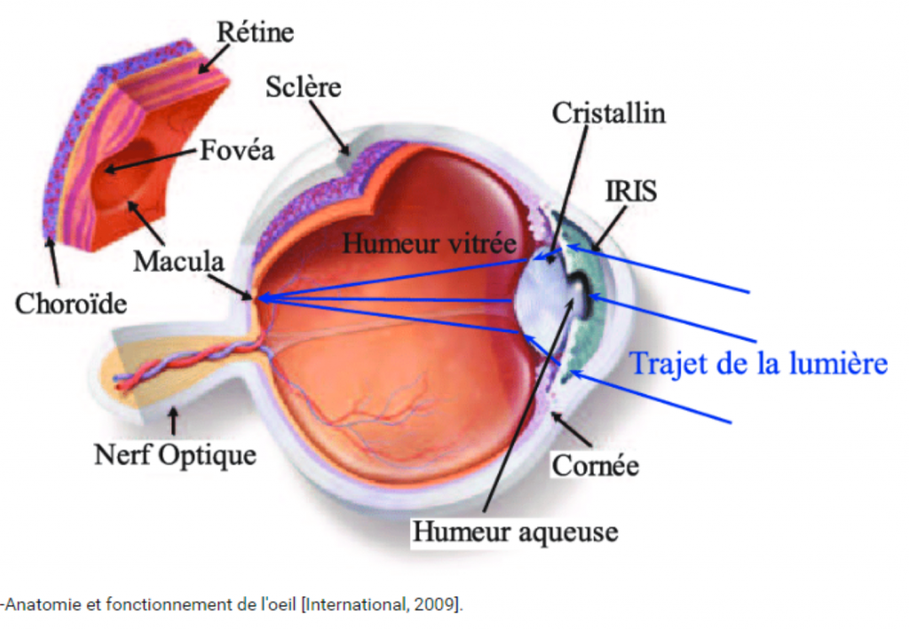 DMLA : détail d'un oeil