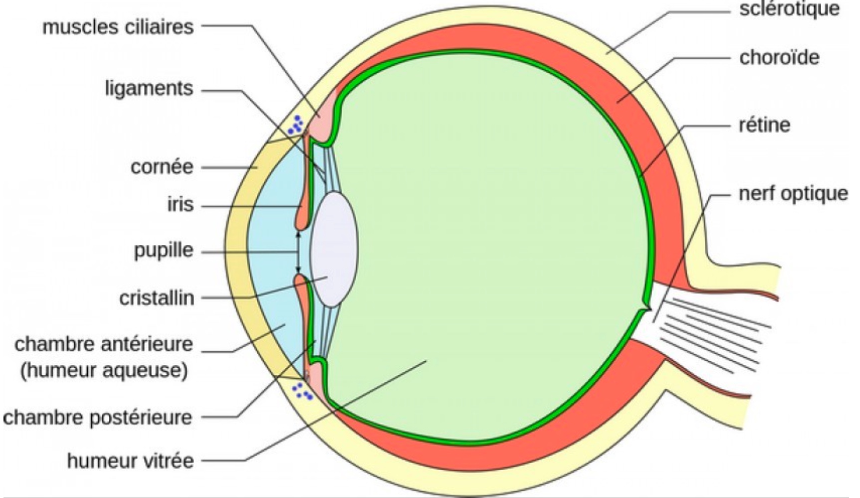 schéma oeil humain