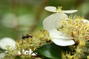 fleur et fourmi en gros plan